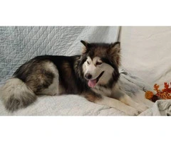 8 Alaskan Malamute puppies for sale - 6