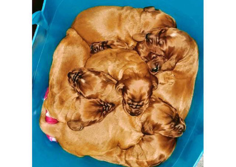 AKC Irish Setter Puppies ready for Christmas
