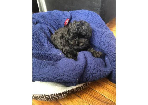 9 weeks old Yorkie Poodle Mix Puppy
