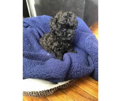 9 weeks old Yorkie Poodle Mix Puppy - 3