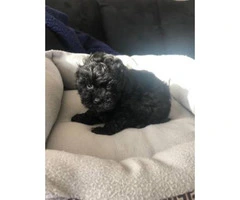 9 weeks old Yorkie Poodle Mix Puppy - 4