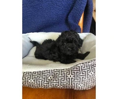 9 weeks old Yorkie Poodle Mix Puppy - 6
