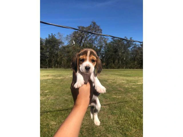 2 months old Beagle puppies - 1/4