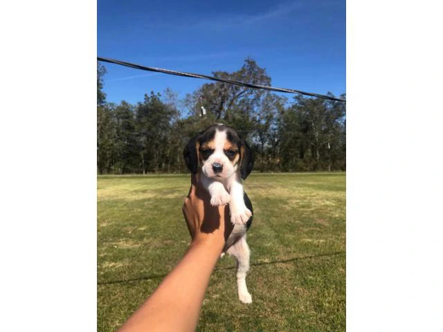 2 months old Beagle puppies - 2/4