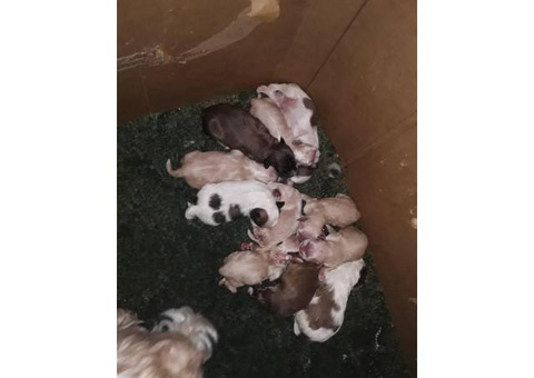 Lhasa Apso pups