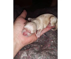 Lhasa Apso pups