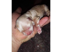 Lhasa Apso pups