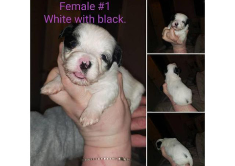 Havanese Poodle Mix Puppies for Sale