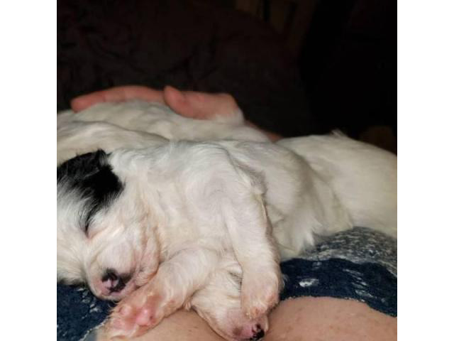Havanese Poodle Mix Puppies for Sale in Fort Wayne ...