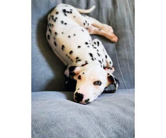 Dalmatian male puppy to be rehomed - 2