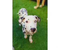 Dalmatian male puppy to be rehomed - 3