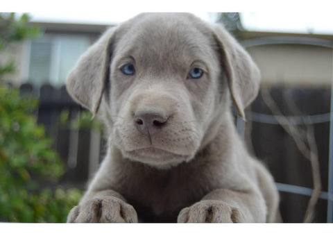 Silver Lab puppies available