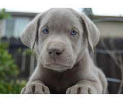 Silver Lab puppies available - 1