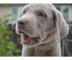 Silver Lab puppies available - 2