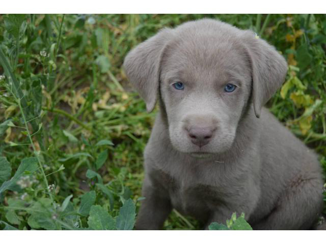 Silver Lab puppies available in Ceres, California