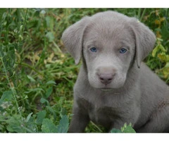 Silver Lab puppies available - 3