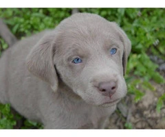 Silver Lab puppies available - 4