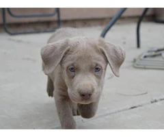 Silver Lab puppies available - 5