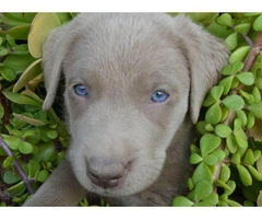 Silver Lab puppies available - 6