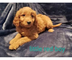 8 weeks old Goldendoodle Puppy - 3