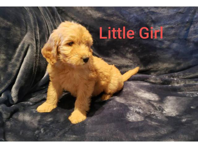 8 weeks old Goldendoodle Puppy in Stockton, California - Puppies for