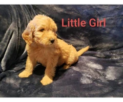 8 weeks old Goldendoodle Puppy - 4