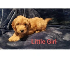 8 weeks old Goldendoodle Puppy - 5