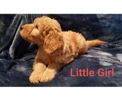 8 weeks old Goldendoodle Puppy - 6