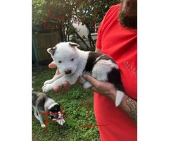 Four Siberian husky pups looking for a new home - 2