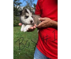 Four Siberian husky pups looking for a new home - 3