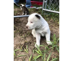 Four Siberian husky pups looking for a new home - 4