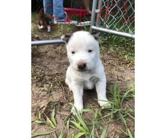 Four Siberian husky pups looking for a new home - 5