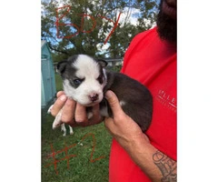 Four Siberian husky pups looking for a new home - 6