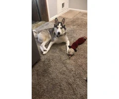 Four Siberian husky pups looking for a new home - 7