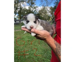Four Siberian husky pups looking for a new home - 8