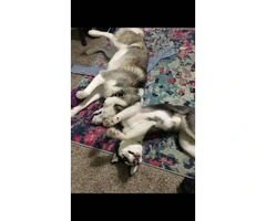 Four Siberian husky pups looking for a new home - 9