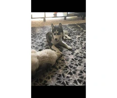 Four Siberian husky pups looking for a new home - 10