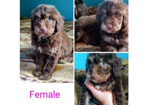 Australian Shepherd / Poodle Mix Puppies for sale