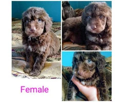 Australian Shepherd / Poodle Mix Puppies for sale