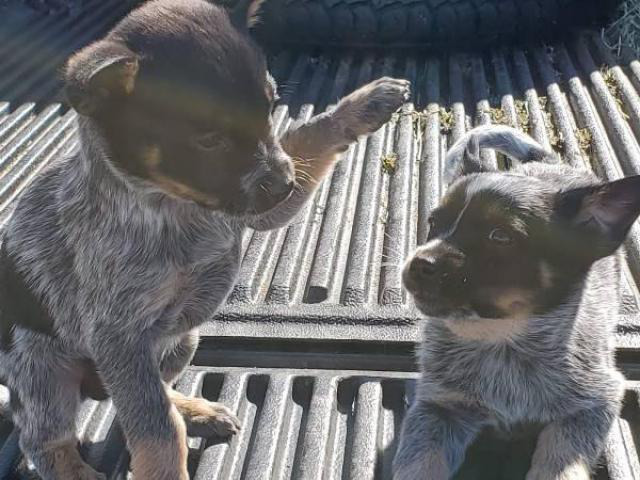 8 weeks old Australian cattle dogs in Colorado Springs ...