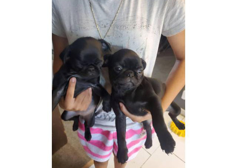 Adorable Pug puppies 8 weeks old