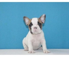 French Bulldog Puppies Available - 3