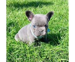 French Bulldog Puppies Available - 4