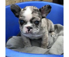 French Bulldog Puppies Available - 5