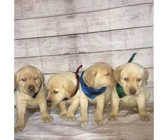 4 Lab Puppies looking for good home