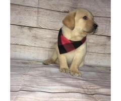 4 Lab Puppies looking for good home - 2
