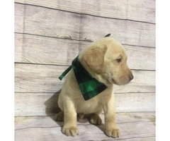 4 Lab Puppies looking for good home - 3