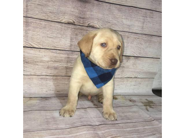 4 Lab Puppies looking for good home in Farmington, New ...