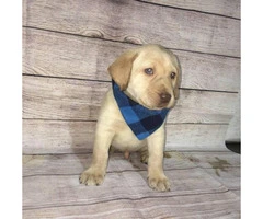 4 Lab Puppies looking for good home - 4