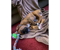 one male full blooded boxer puppy for sale